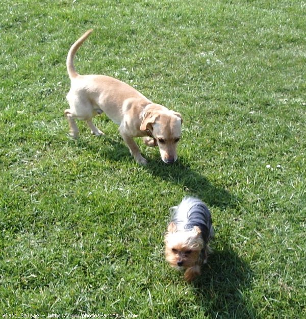 Photo de Yorkshire terrier