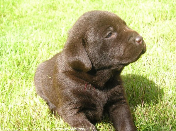 Photo de Labrador retriever