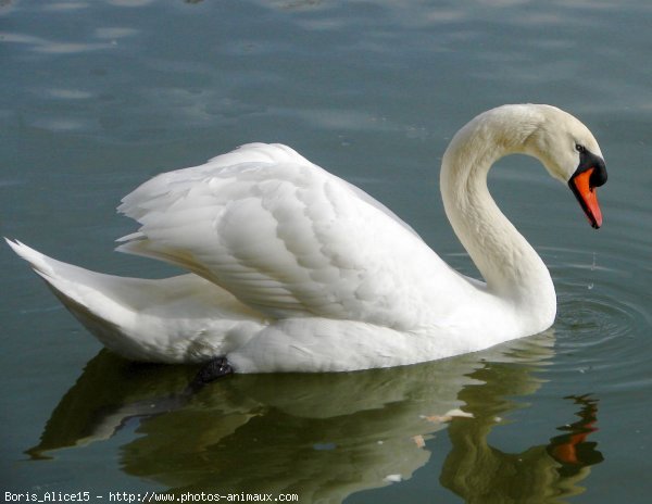 Photo de Cygne