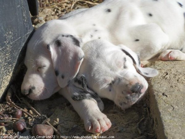 Photo de Dalmatien