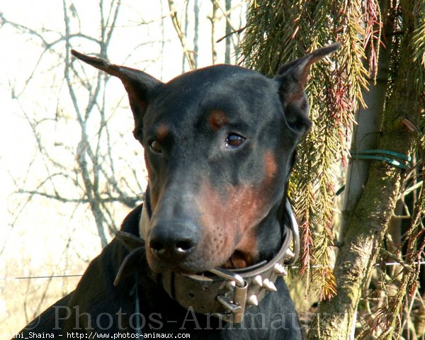 Photo de Dobermann