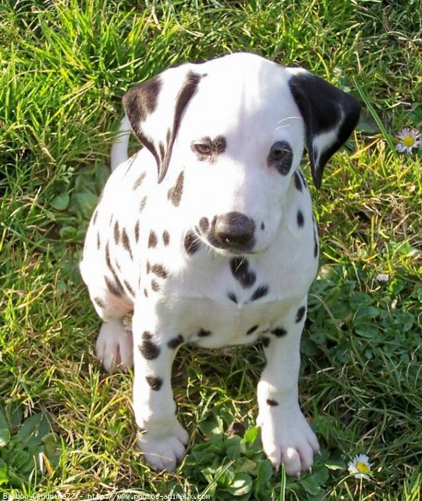 Photo de Dalmatien