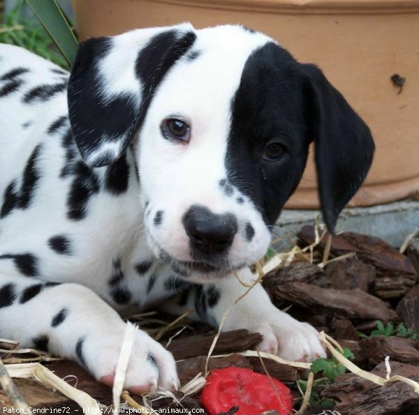 Photo de Dalmatien