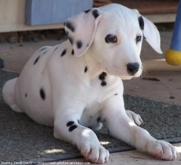 Photo de Dalmatien