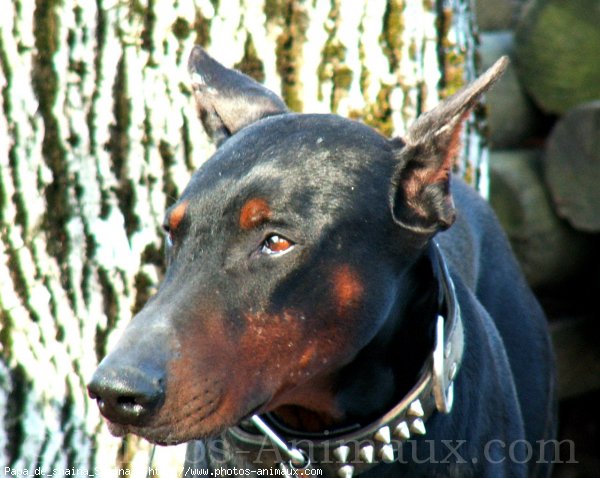 Photo de Dobermann