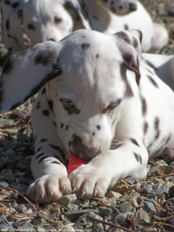 Photo de Dalmatien