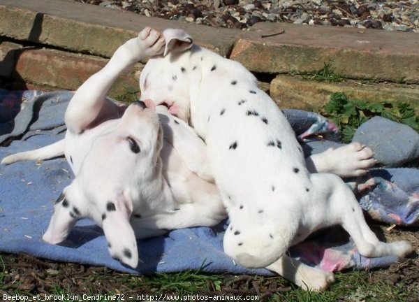 Photo de Dalmatien