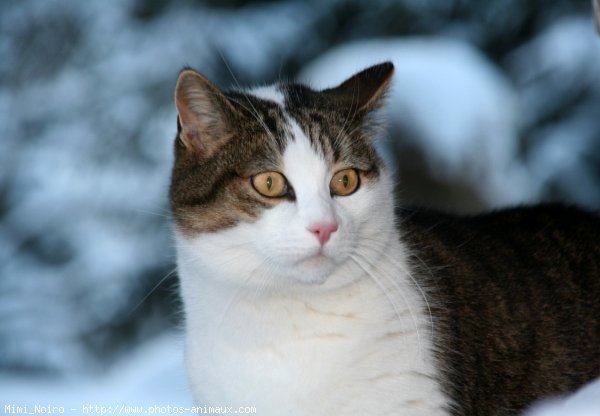 Photo de Chat domestique