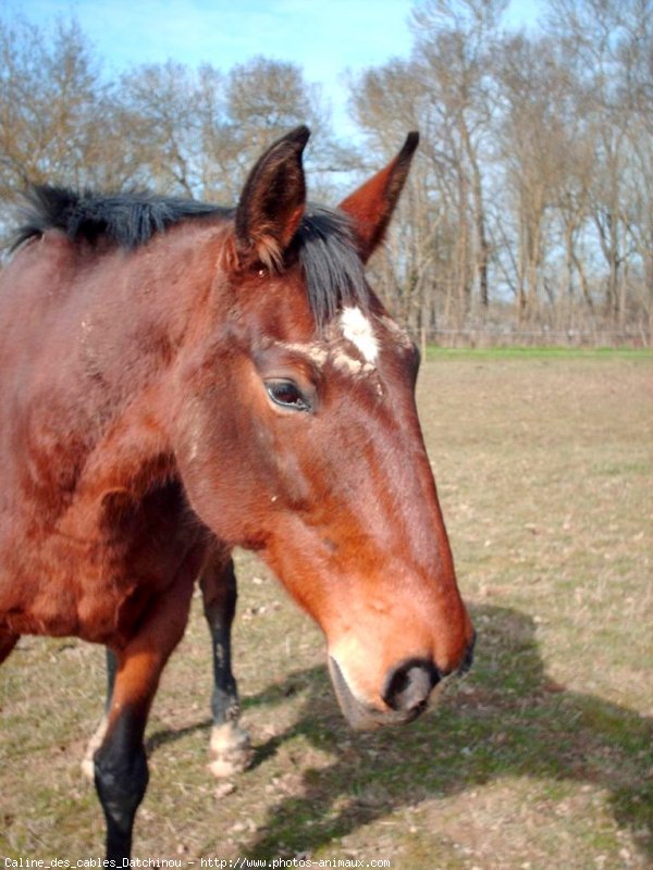 Photo de Trotteur franais