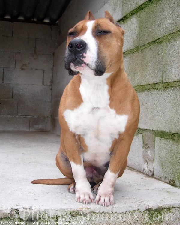 Photo d'American staffordshire terrier