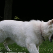 Photo de Berger blanc suisse