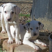 Photo de Dalmatien