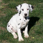 Photo de Dalmatien