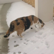 Photo de Chat domestique