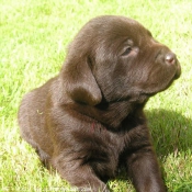 Photo de Labrador retriever