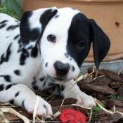 Photo de Dalmatien