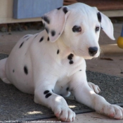 Photo de Dalmatien