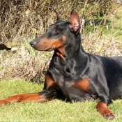 Photo de Dobermann