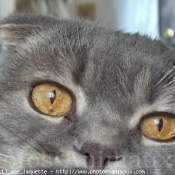 Photo de Scottish fold