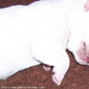 Photo de West highland white terrier