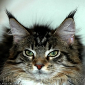 Photo de Maine coon