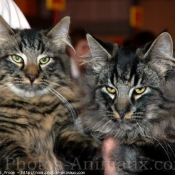 Photo de Maine coon