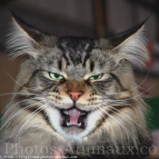 Photo de Maine coon