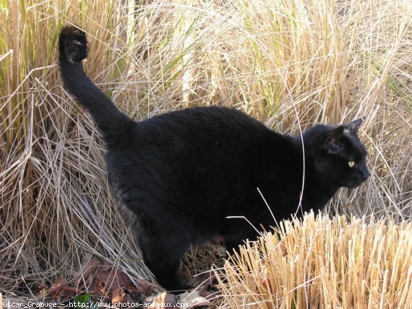 Photo de Chat domestique