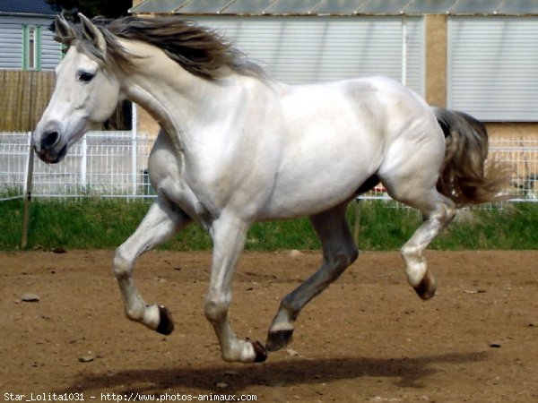 Photo de Races diffrentes