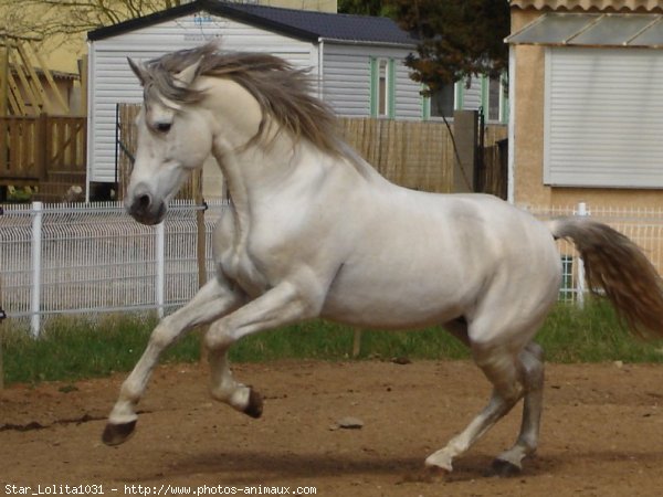 Photo de Races diffrentes