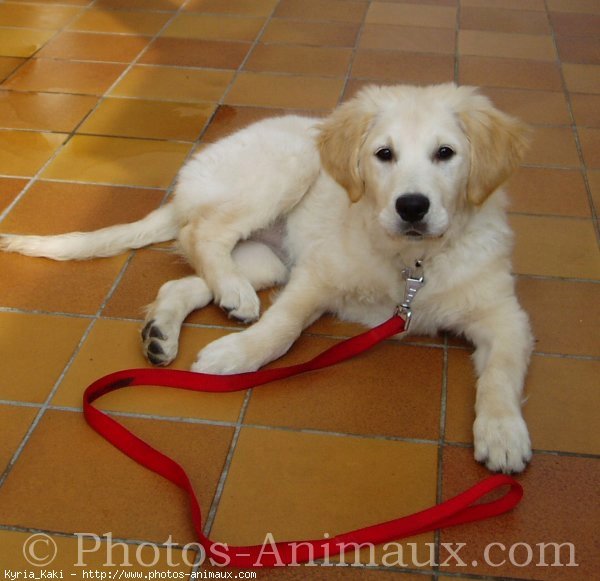 Photo de Golden retriever