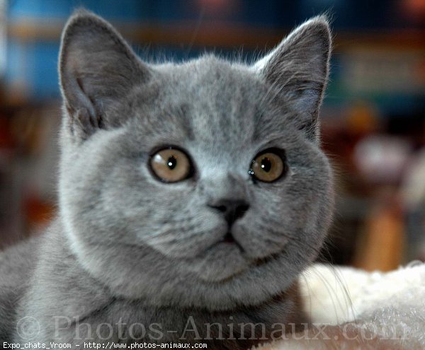 Photo de British shorthair