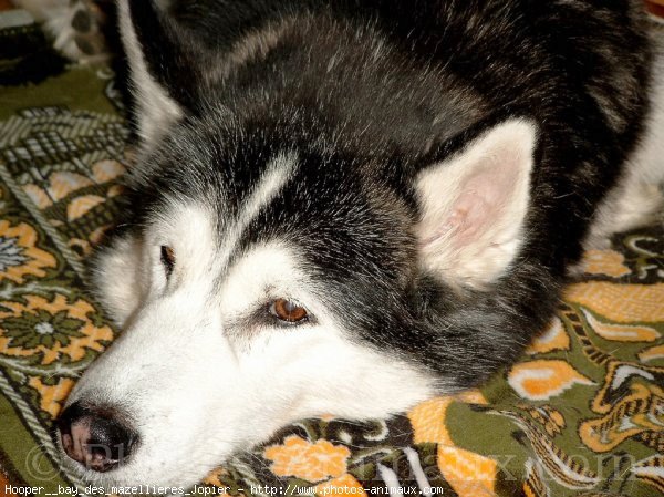 Photo de Husky siberien