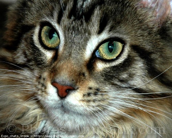 Photo de Maine coon