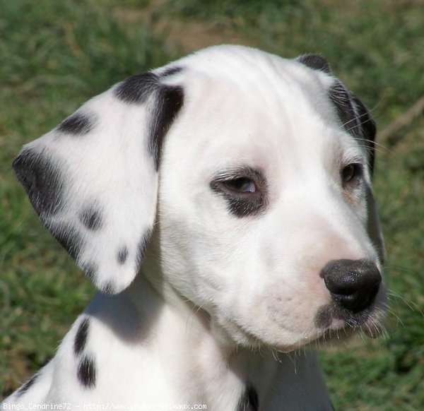 Photo de Dalmatien