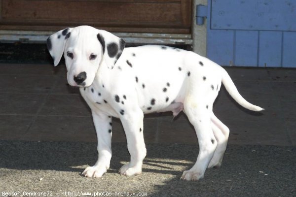 Photo de Dalmatien