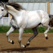 Photo de Races diffrentes