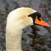 Photo de Cygne