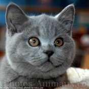 Photo de British shorthair