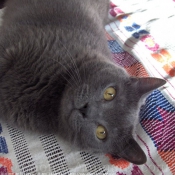 Photo de Chartreux