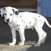 Photo de Dalmatien