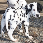 Photo de Dalmatien