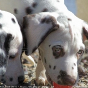 Photo de Dalmatien