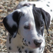 Photo de Dalmatien