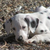 Photo de Dalmatien