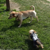 Photo de Yorkshire terrier