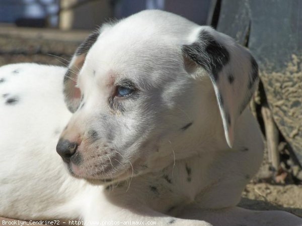 Photo de Dalmatien