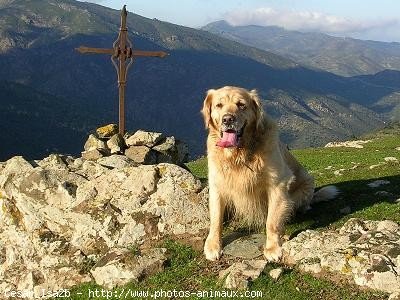 Photo de Golden retriever