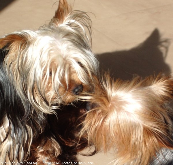 Photo de Yorkshire terrier