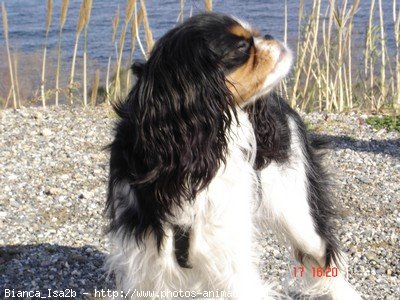 Photo de Cavalier king charles spaniel